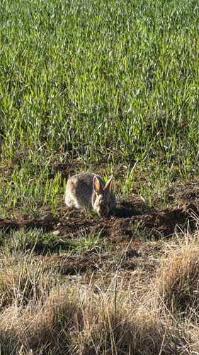 Mountain Cottontail observed by loveland