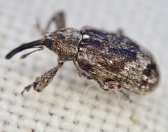 Anthonomus pomorum