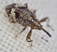 Anthonomus pomorum