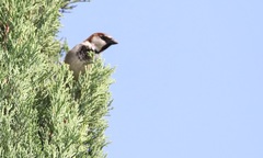 Passer domesticus