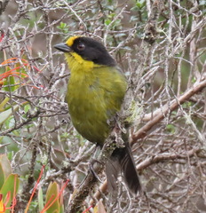 Atlapetes pallidinucha