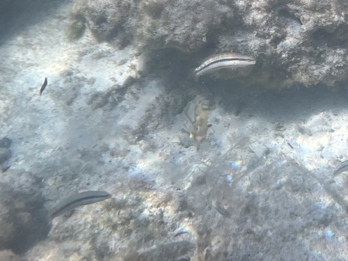 Halichoeres bivittatus