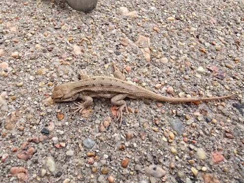 Prairie Lizard