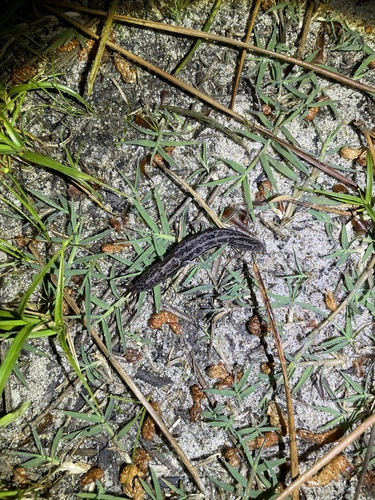 Limax maximus