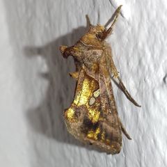 Chrysodeixis chalcites