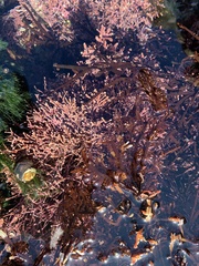 Calliarthron tuberculosum