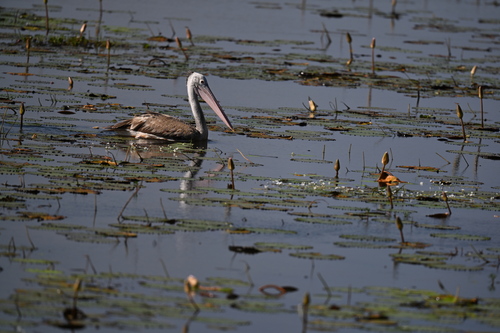 Spot-billed Pelican