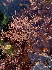 Calliarthron tuberculosum