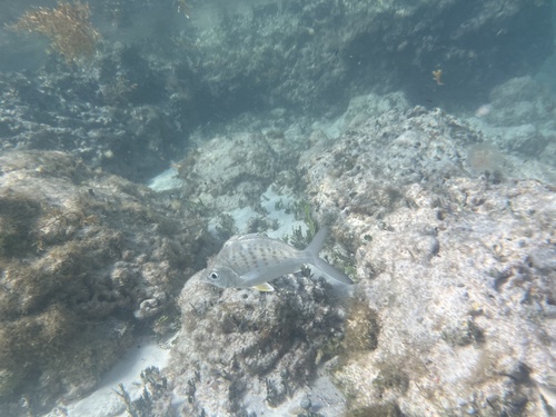 Yellowfin mojarra (Gerres cinereus) — Gerreidae — 5