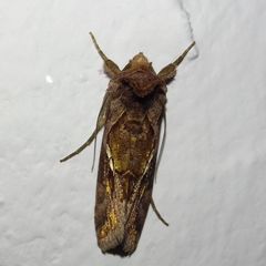 Chrysodeixis chalcites