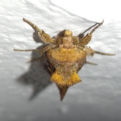 Chrysodeixis chalcites