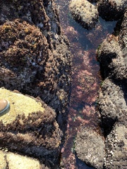 Calliarthron tuberculosum