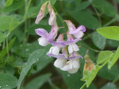 Lathyrus nevadensis