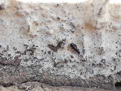 Microlestes