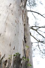 Eucalyptus cypellocarpa