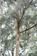 Eucalyptus cypellocarpa