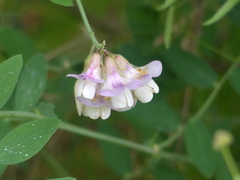 Lathyrus nevadensis