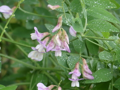 Lathyrus nevadensis