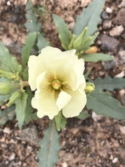 Mentzelia tricuspis