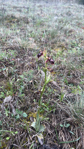 Bosom Orchid