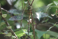 Coryphaeschna viriditas