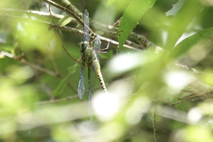 Coryphaeschna viriditas