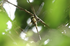 Coryphaeschna viriditas