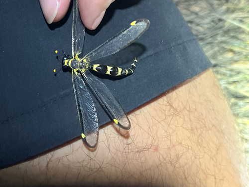Stilbopteryx mouldsorum
