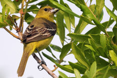 Orchard Oriole photo 5