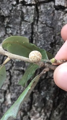 Allokermes cueroensis