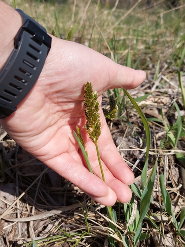 Anthoxanthum repens (Anthoxanthum repens)
