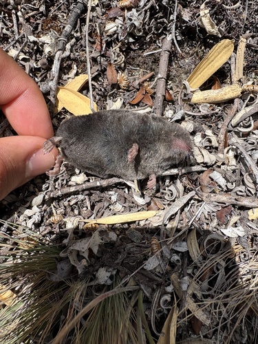 Musaraña Mínima observed by jimejosu