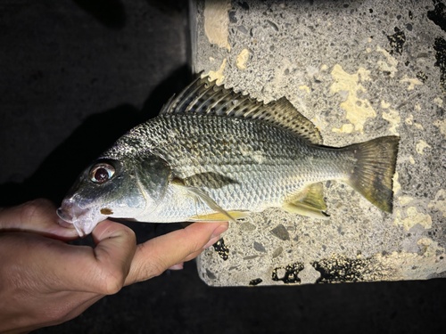Pomadasys argenteus observed 2026-04-15