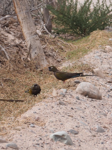 Burrowing Parakeet