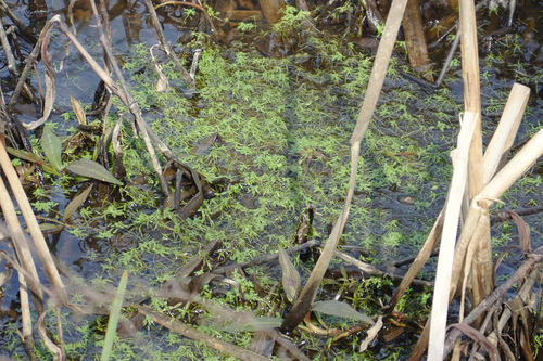 Twoheaded water-starwort (Callitriche heterophylla)
