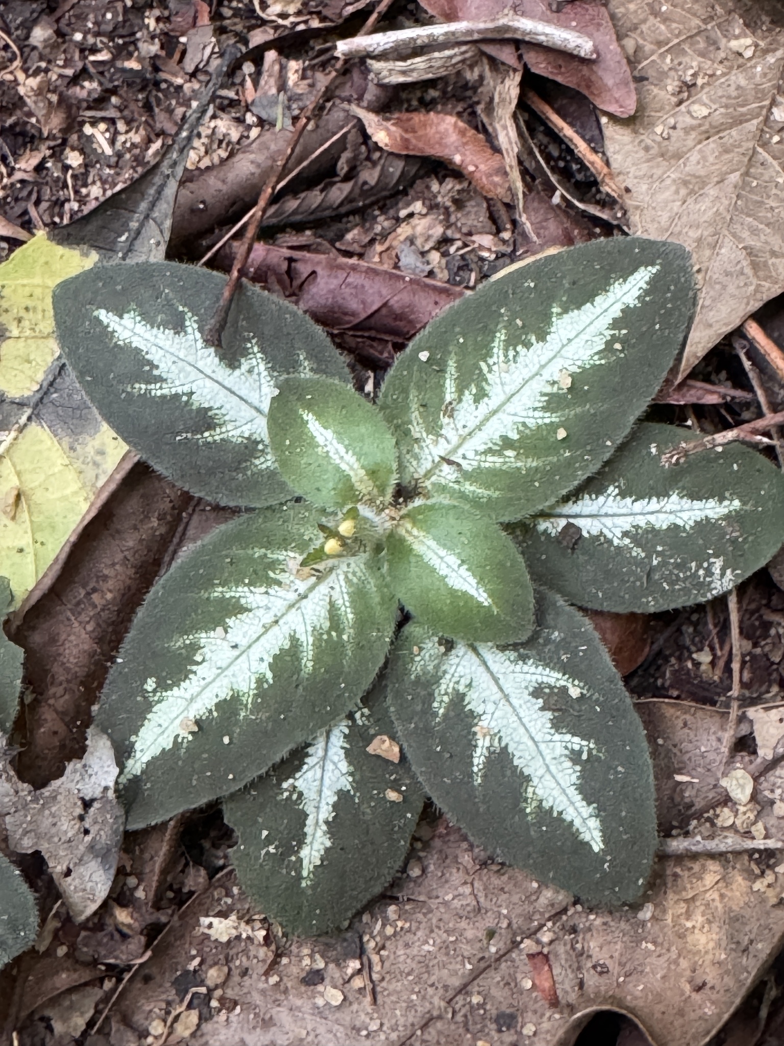 Aphelandra espirito-santensis Profice & Wassh.