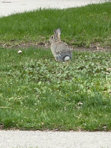 Mountain Cottontail observed by jco406