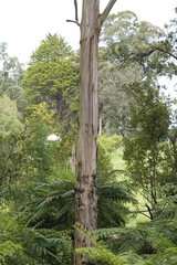 Eucalyptus cypellocarpa
