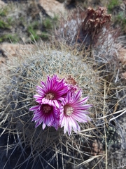 Echinofossulocactus ochoterenaus