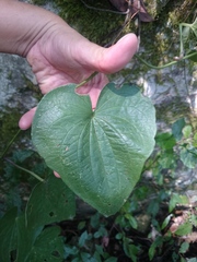 Dioscorea convolvulacea
