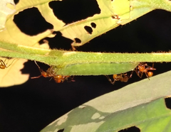 Protonymphidia senta