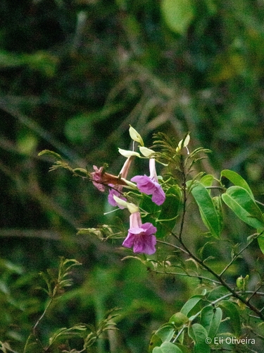 Bignonia corymbosa, photograph 5