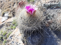 Echinofossulocactus ochoterenaus