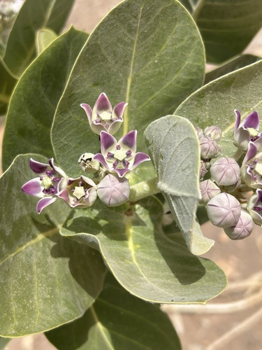 giant milkweed