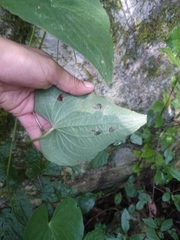 Dioscorea convolvulacea