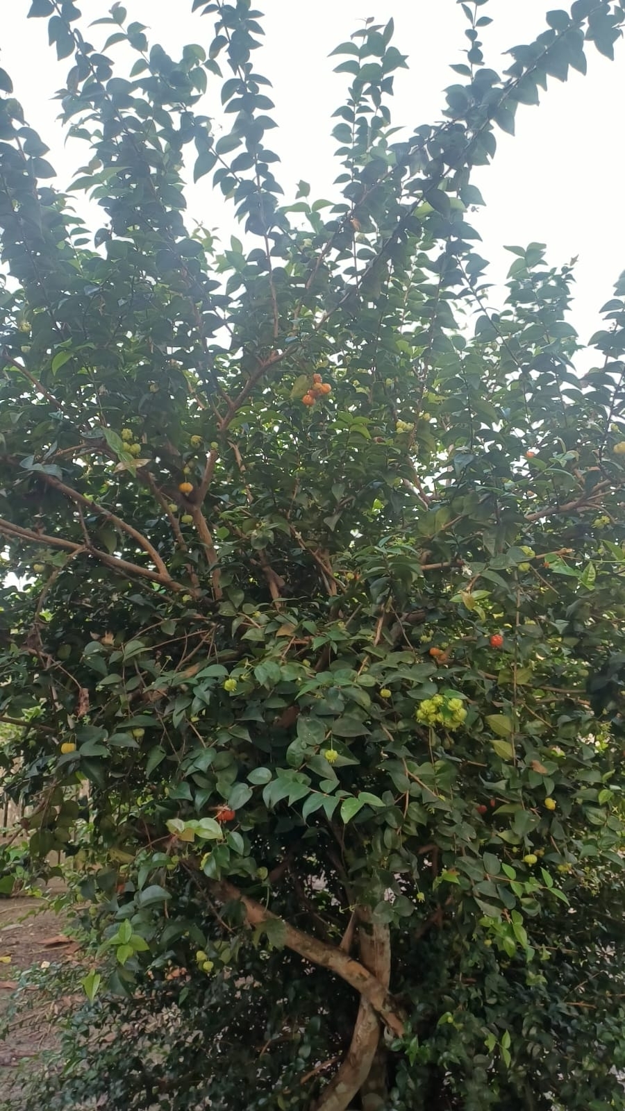Eugenia uniflora