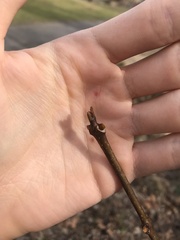 Phellodendron amurense