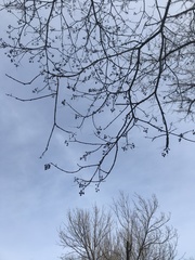 Phellodendron amurense