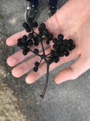 Phellodendron amurense