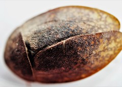 Homoeogamia mexicana